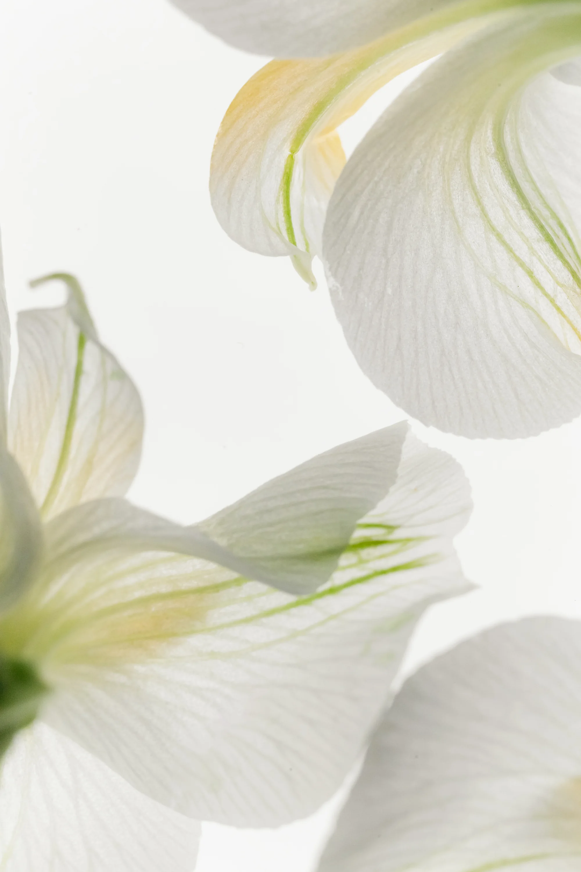 Soft close-up of white petals with pale green and gold veining