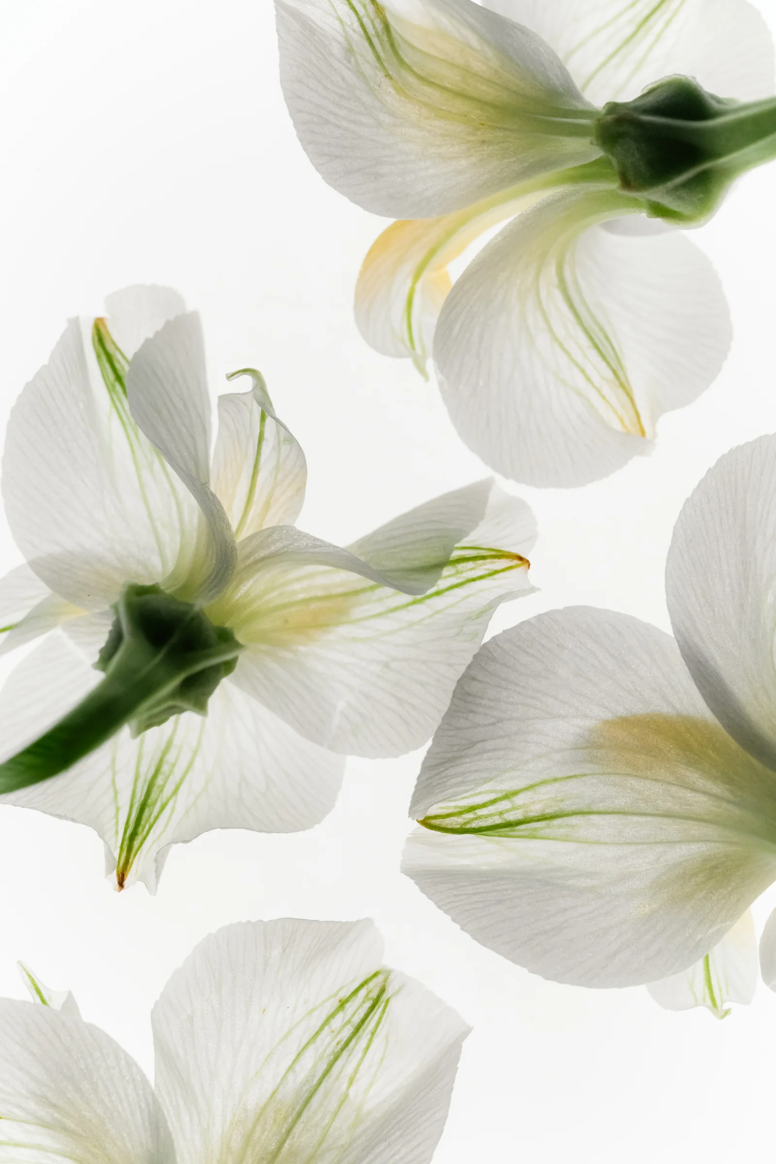 Backlit white flowers with translucent, finely veined petals