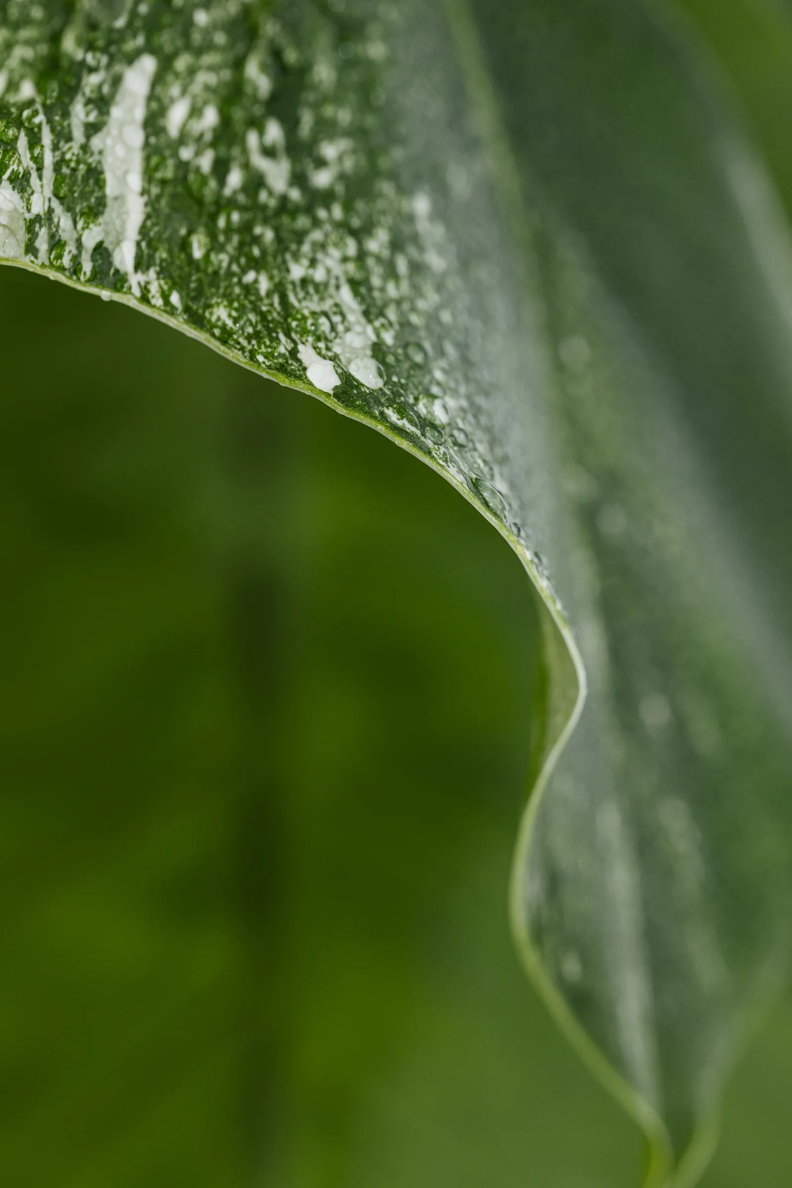 Macro of a variegated green leaf edge beaded with fine water droplets