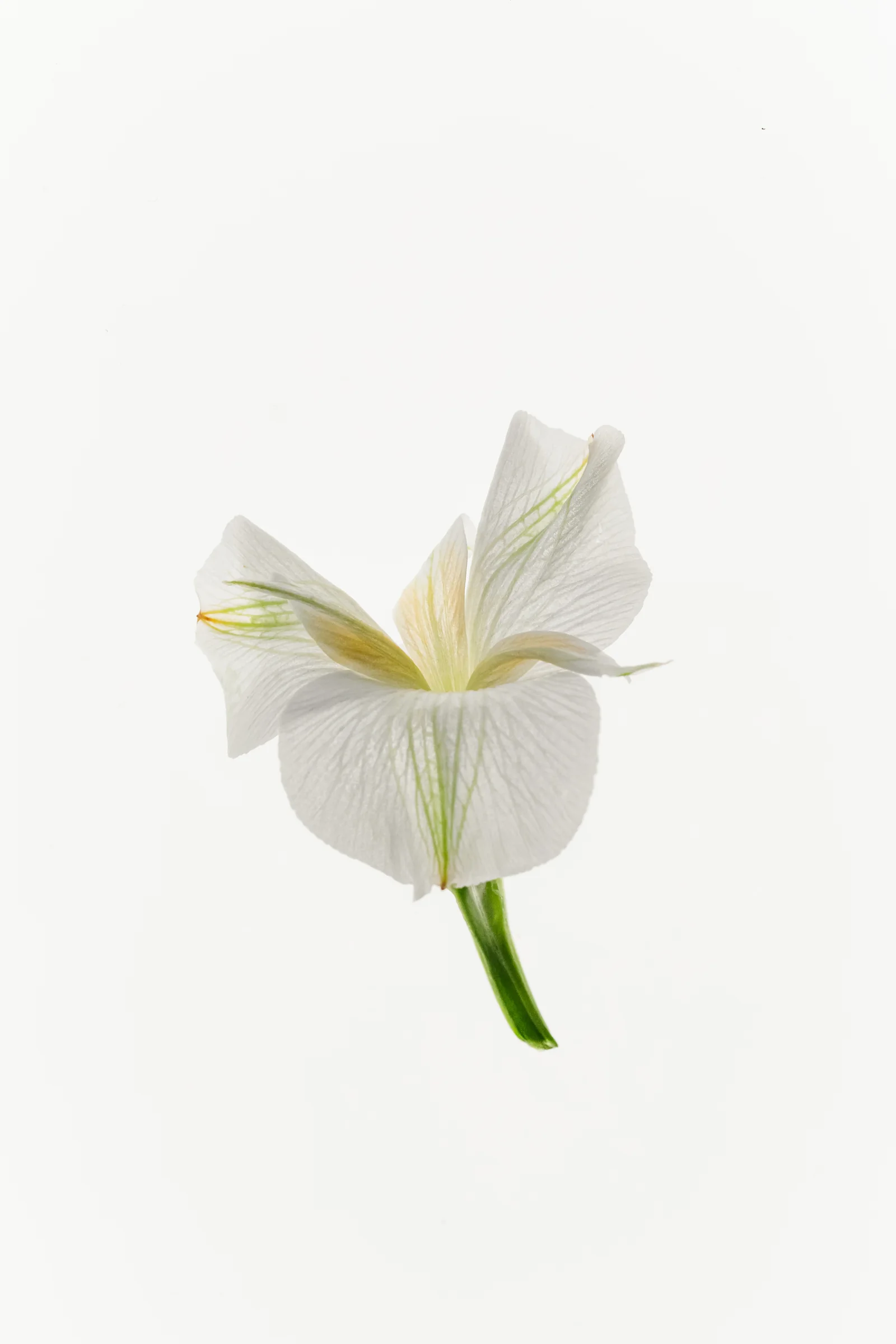 A single white iris with delicate green veins on a pale background